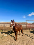 Double Cross Mule Tape Halter