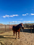 Double Cross Mule Tape Halter